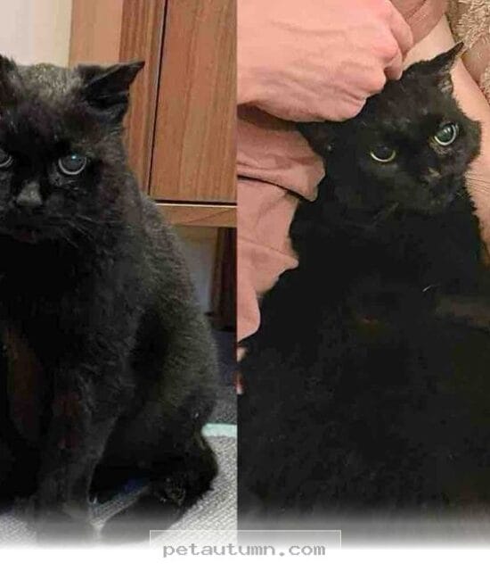 How 1 Industrial Rescue Cat Became a Beloved Family Pet by 2026