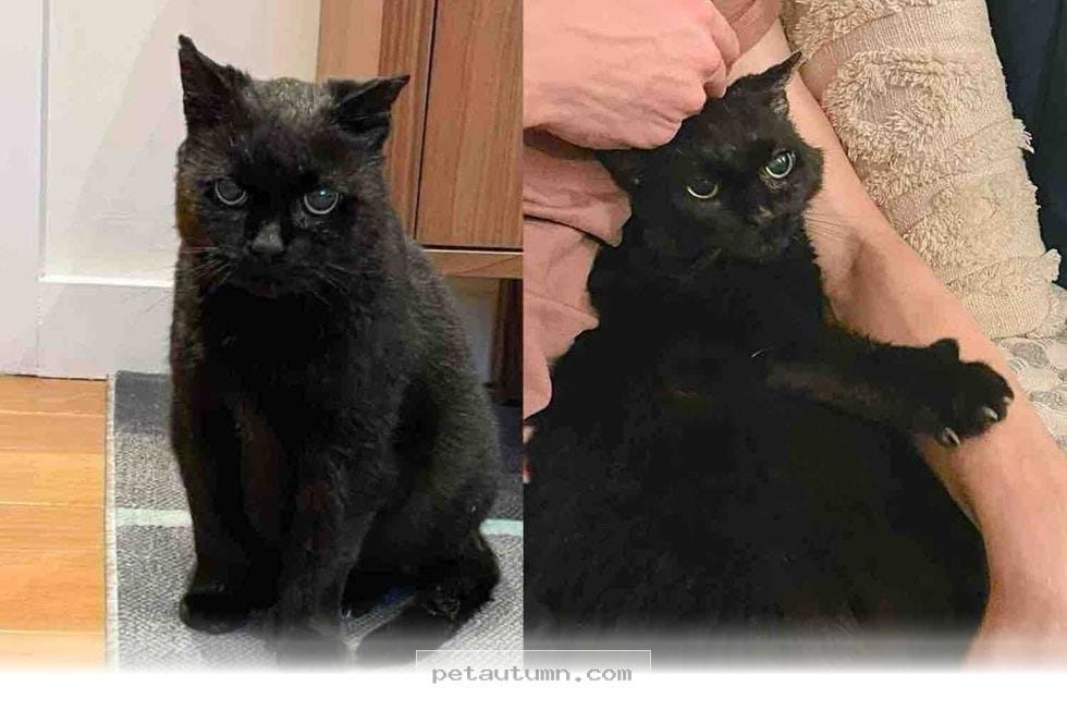 How 1 Industrial Rescue Cat Became a Beloved Family Pet by 2026
