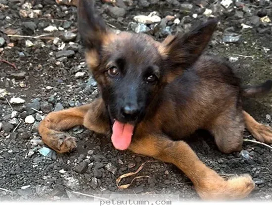 How 1 Inspiring Recovery Gave Our Dog a New Life in 2026