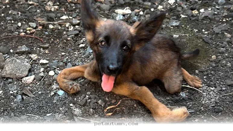 How 1 Inspiring Recovery Gave Our Dog a New Life in 2026