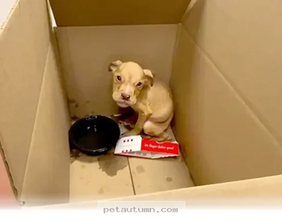 How 1 Miracle Puppy Defied All The Odds To Thrive Throughout 2026