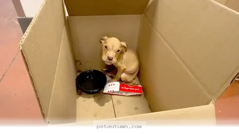 How 1 Miracle Puppy Defied All The Odds To Thrive Throughout 2026