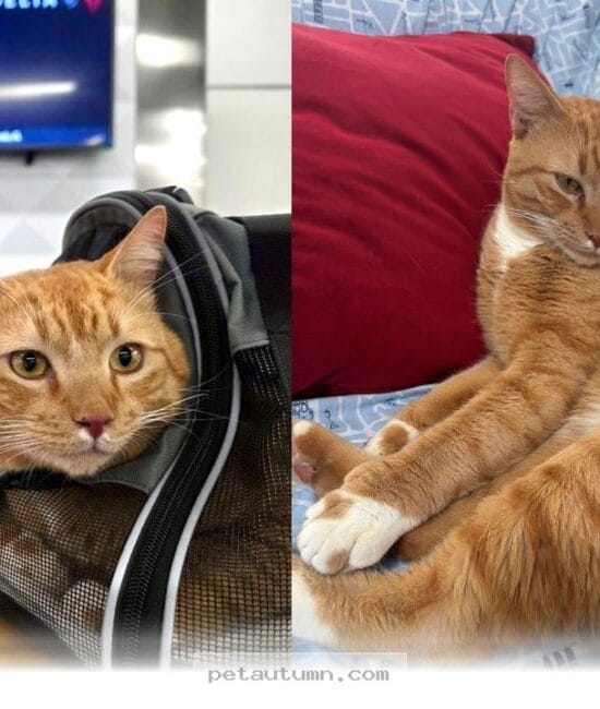 How 1 Special Cat Traveled From the Caribbean to a New Home in 2026