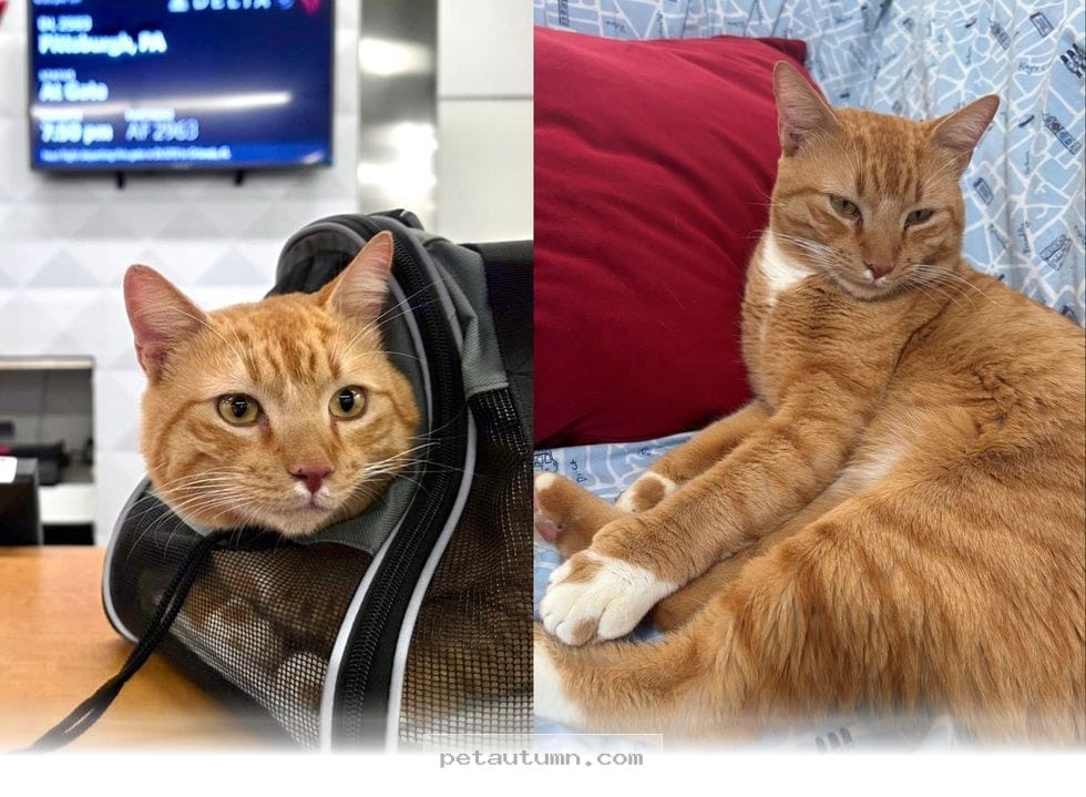 How 1 Special Cat Traveled From the Caribbean to a New Home in 2026