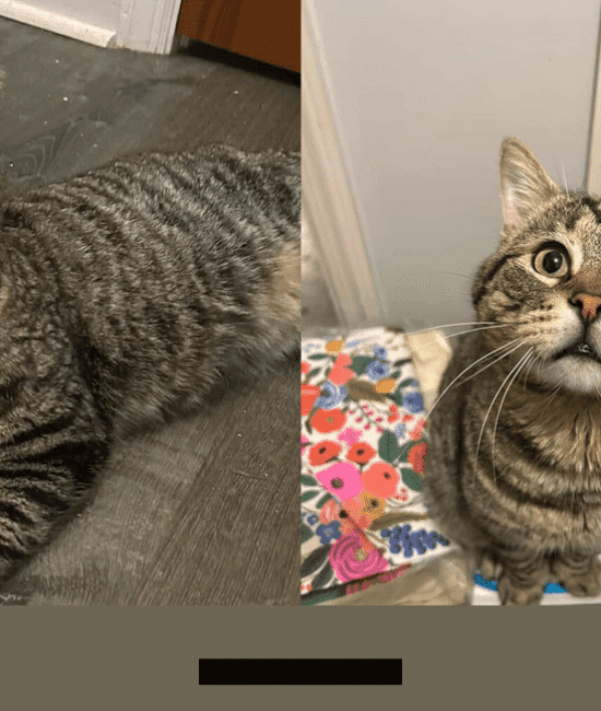 How 1 Special Stray Cat Changed a Rescue Mission for Kittens in 2026