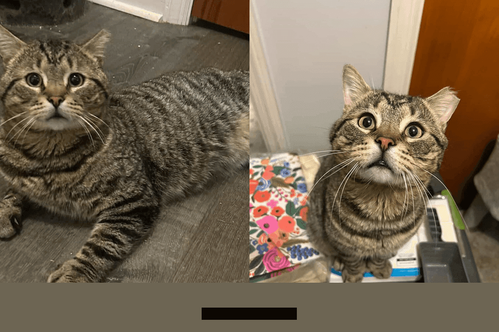 How 1 Special Stray Cat Changed a Rescue Mission for Kittens in 2026