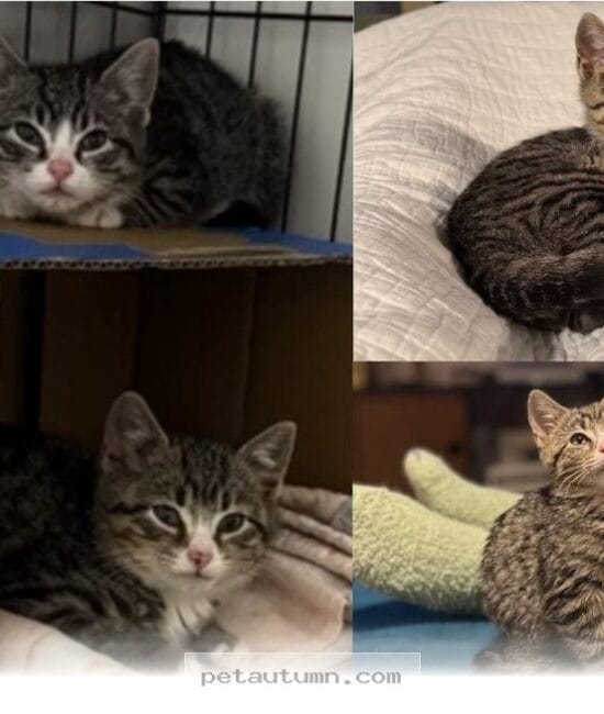 How 2 Rescued Scrap Yard Kittens Found Their Perfect Home in 2026