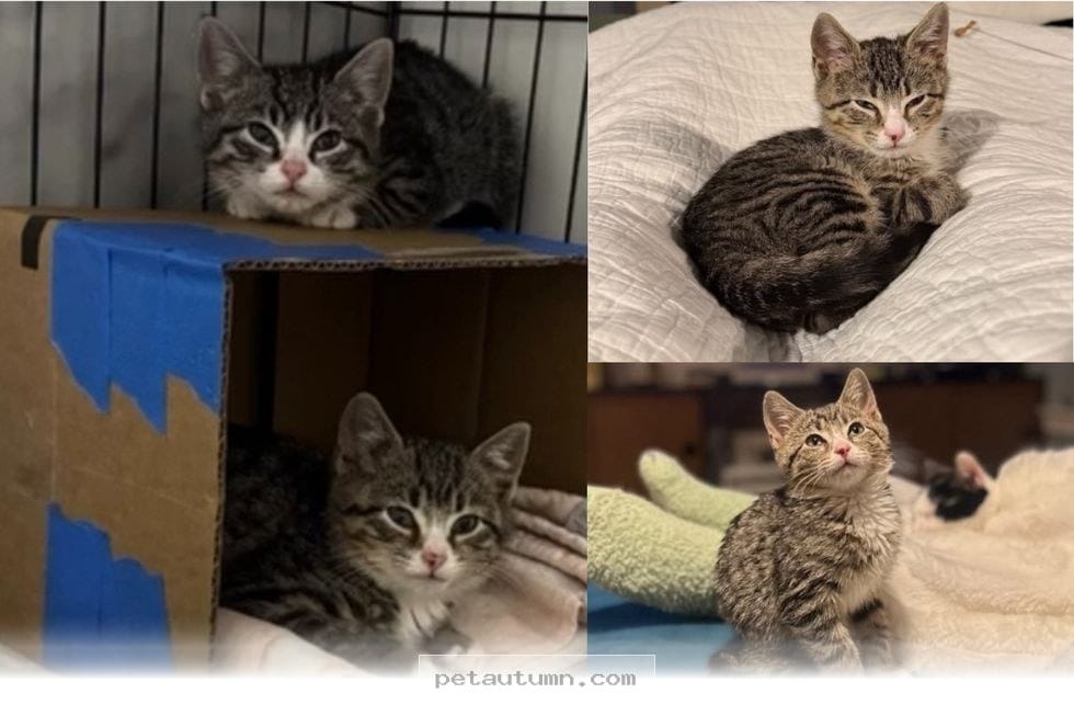 How 2 Rescued Scrap Yard Kittens Found Their Perfect Home in 2026