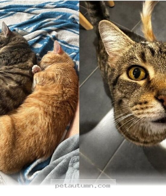 How 2 Senior Cats Found Their Forever Joy With a Loving 2026 Foster