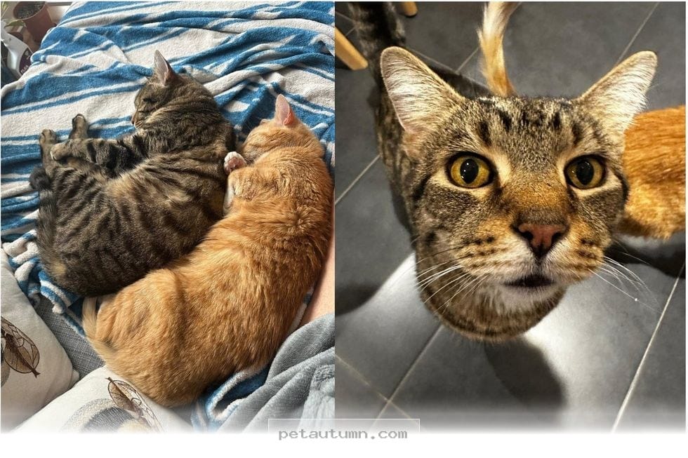 How 2 Senior Cats Found Their Forever Joy With a Loving 2026 Foster