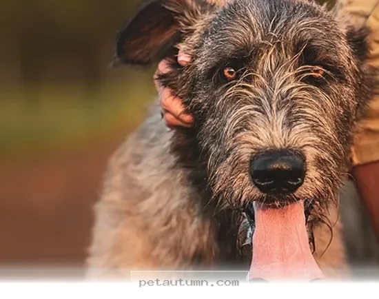 How 2026 Irish Wolfhound Owners Build Deep Bonds With Their Best Dogs