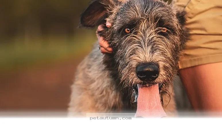 How 2026 Irish Wolfhound Owners Build Deep Bonds With Their Best Dogs
