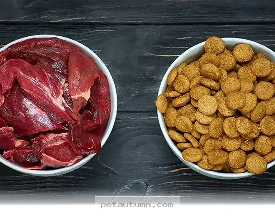 How 3 New 2026 Pet Food Studies Will Impact Your Furry Best Friend
