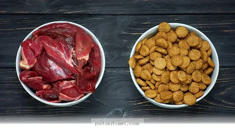 How 3 New 2026 Pet Food Studies Will Impact Your Furry Best Friend