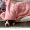 How 5 Loving Families Rescued Abandoned Pets During the 2026 Winter