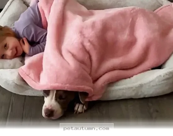 How 5 Loving Families Rescued Abandoned Pets During the 2026 Winter