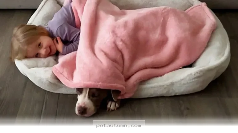 How 5 Loving Families Rescued Abandoned Pets During the 2026 Winter