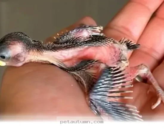 How 5 Rescue Birds Finally Found Their Forever Homes in 2026