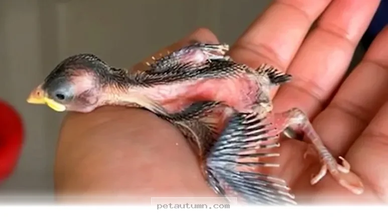 How 5 Rescue Birds Finally Found Their Forever Homes in 2026