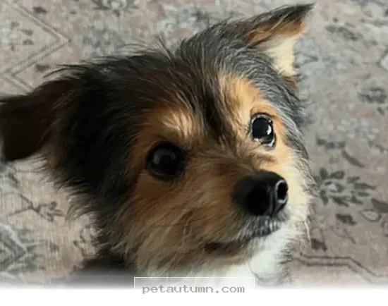 How 5 Simple Habits Help Your Senior Dog Feel Like a Puppy in 2026