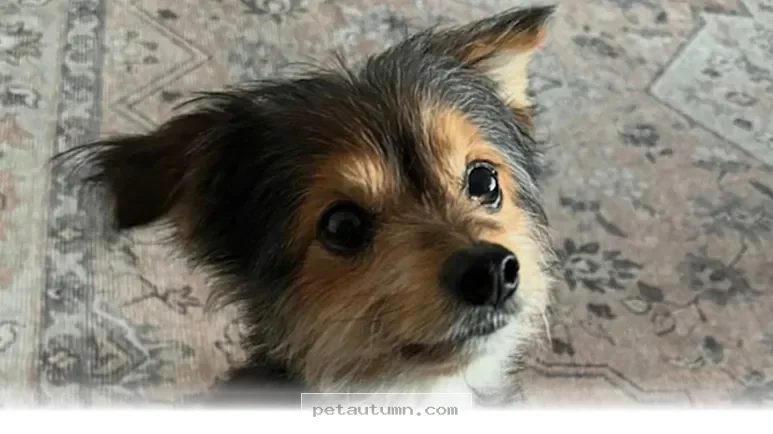 How 5 Simple Habits Help Your Senior Dog Feel Like a Puppy in 2026