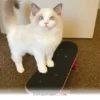 How 5 Tips Can Help Your Favorite Pet Learn to Skateboard in 2026