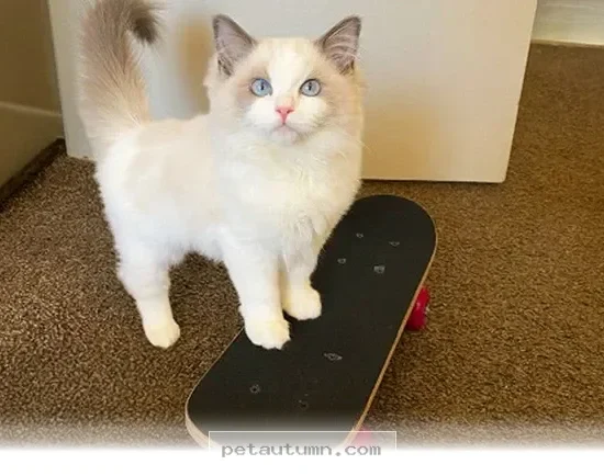 How 5 Tips Can Help Your Favorite Pet Learn to Skateboard in 2026
