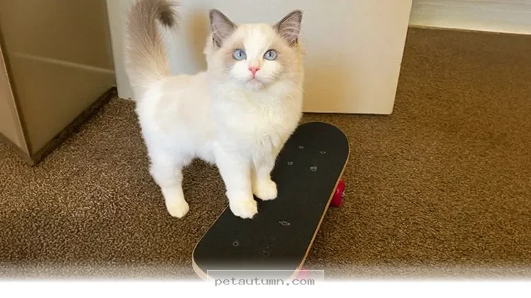 How 5 Tips Can Help Your Favorite Pet Learn to Skateboard in 2026