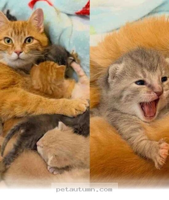 How 7 Kittens Found a Loving Home With Their Rescued Mom in 2026
