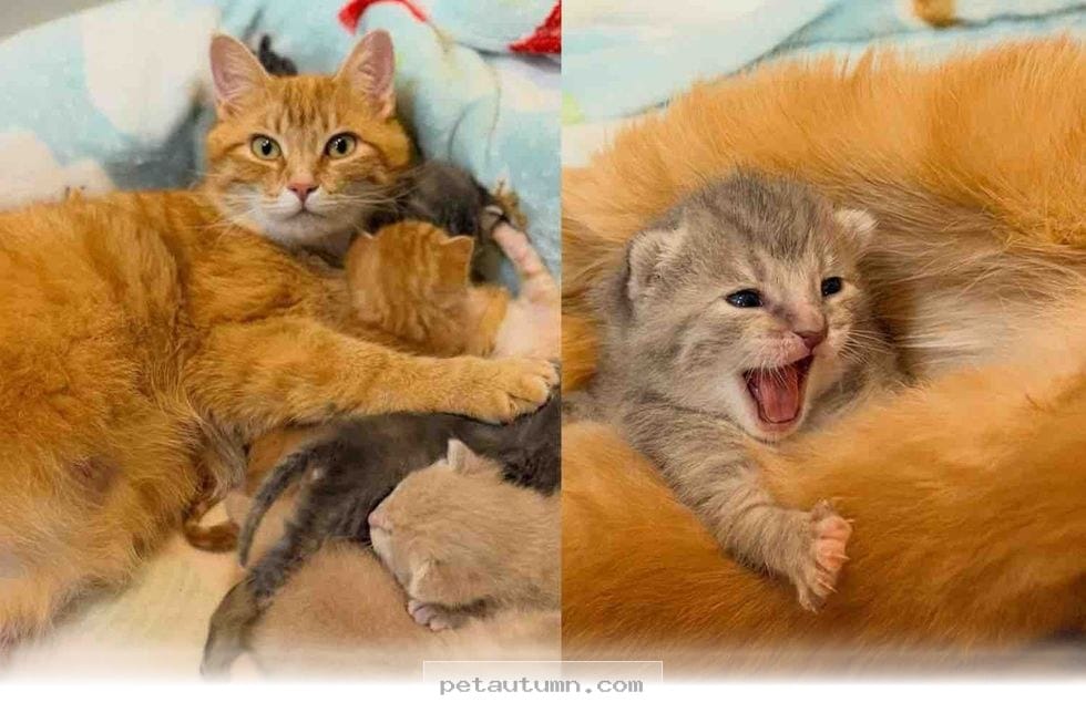 How 7 Kittens Found a Loving Home With Their Rescued Mom in 2026