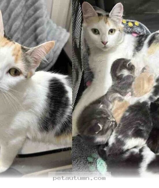 How 8 Kittens and Their Brave Mom Found a Loving Home in 2026