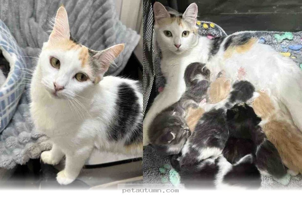 How 8 Kittens and Their Brave Mom Found a Loving Home in 2026