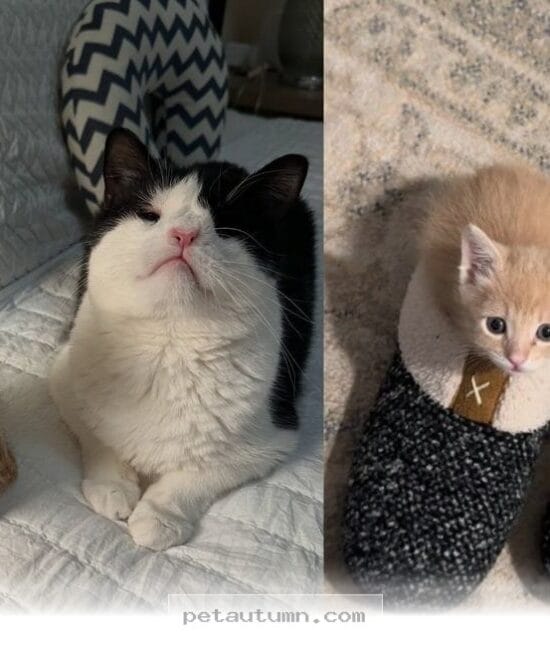 How a 2026 Shelter Cat Became the Perfect Mentor for a Lonely Kitten