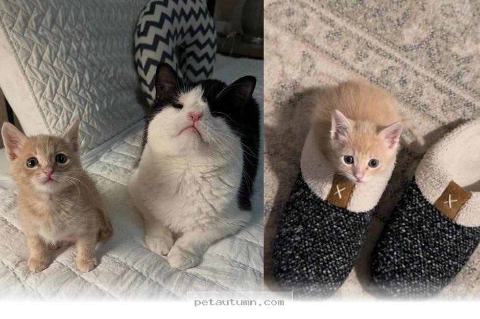 How a 2026 Shelter Cat Became the Perfect Mentor for a Lonely Kitten