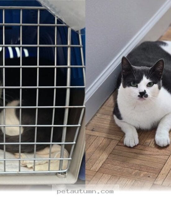 How a Grieving Rescue Cat Found 1 Loving Home to Blossom in 2026
