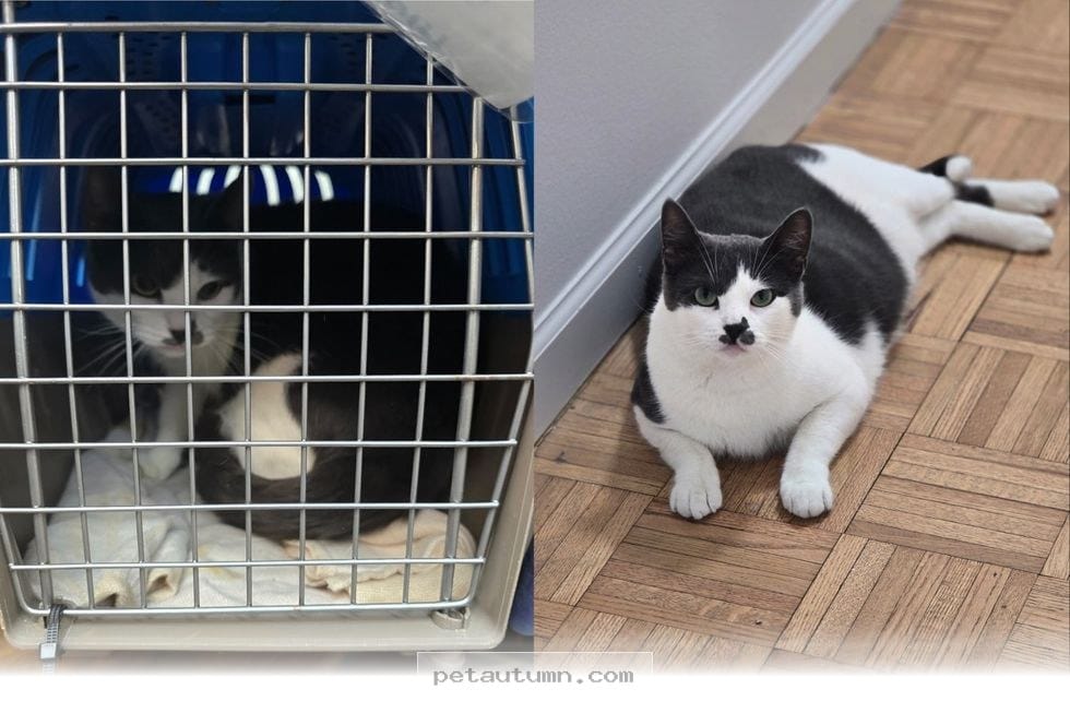 How a Grieving Rescue Cat Found 1 Loving Home to Blossom in 2026