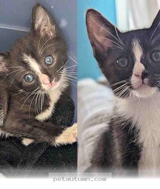 How a Kind Bus Driver Saved 1 Kitten in 2026 for a Happy New Life