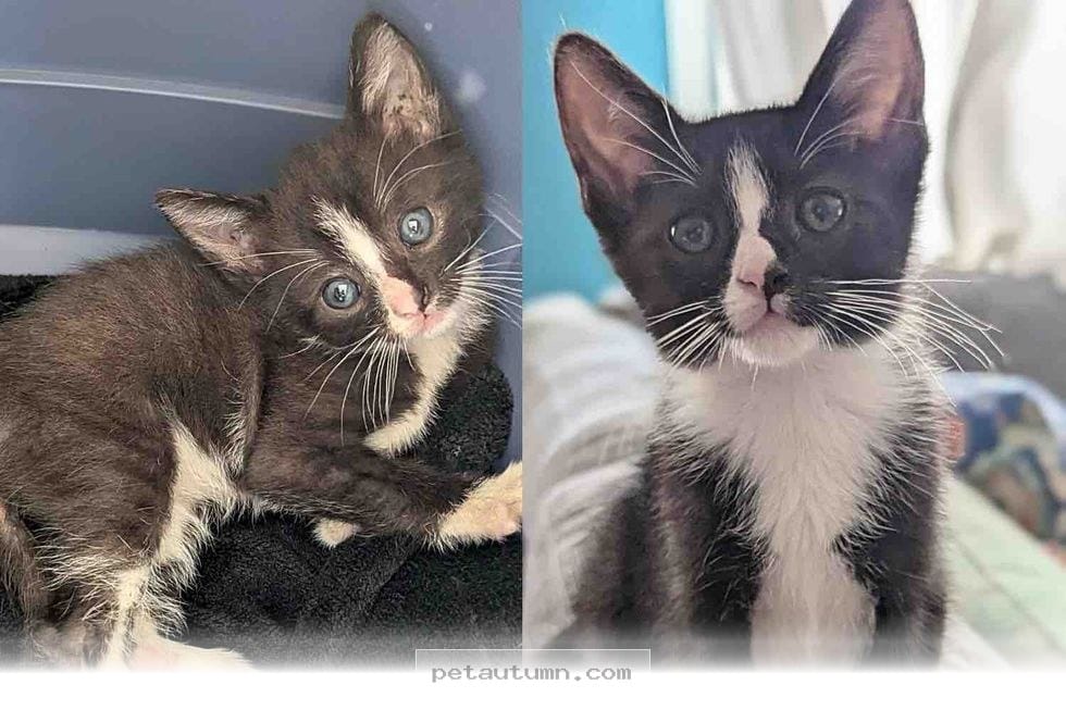 How a Kind Bus Driver Saved 1 Kitten in 2026 for a Happy New Life