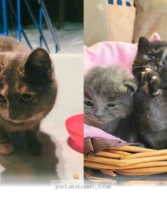 How a Kind Family Rescued a Stray Mom and Her 4 Kittens in 2026