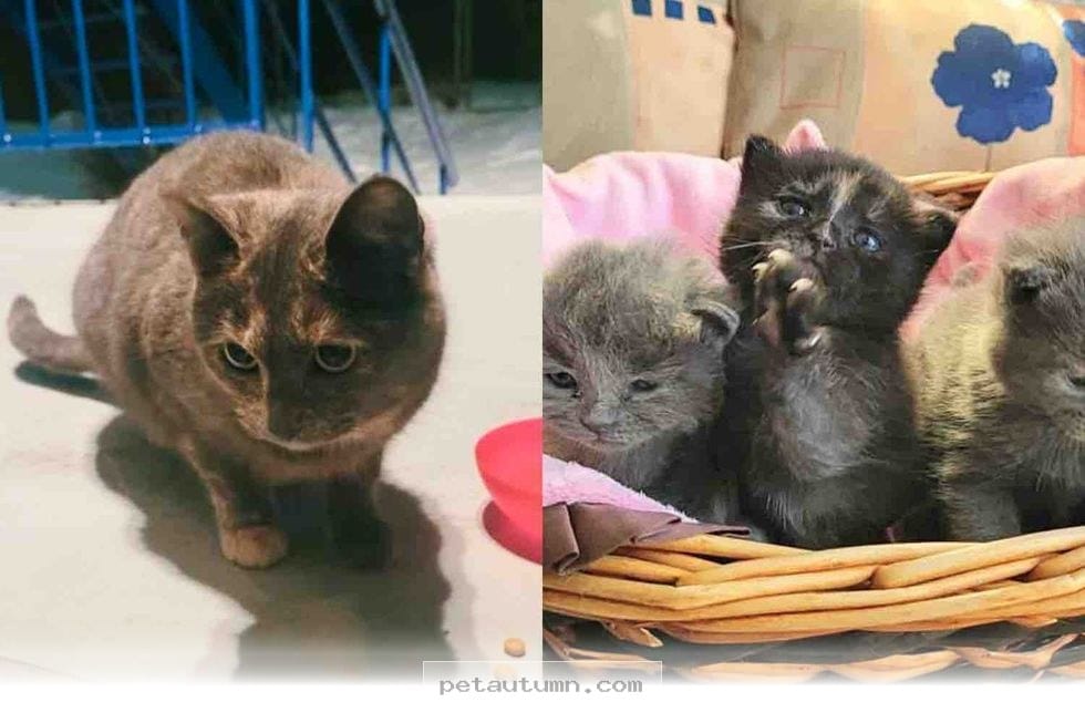 How a Kind Family Rescued a Stray Mom and Her 4 Kittens in 2026