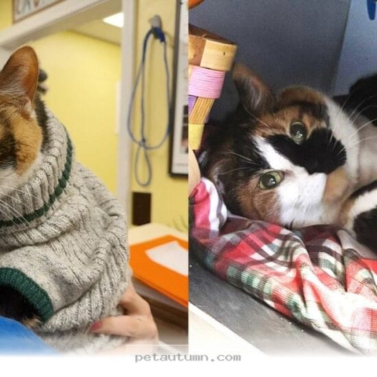 How a Resilient Senior Cat Found Her Second Chance at Life in 2026