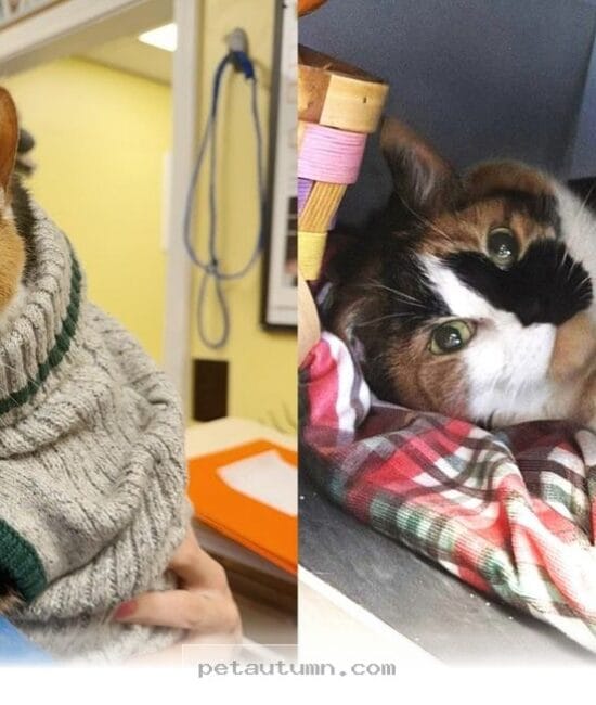 How a Resilient Senior Cat Found Her Second Chance at Life in 2026