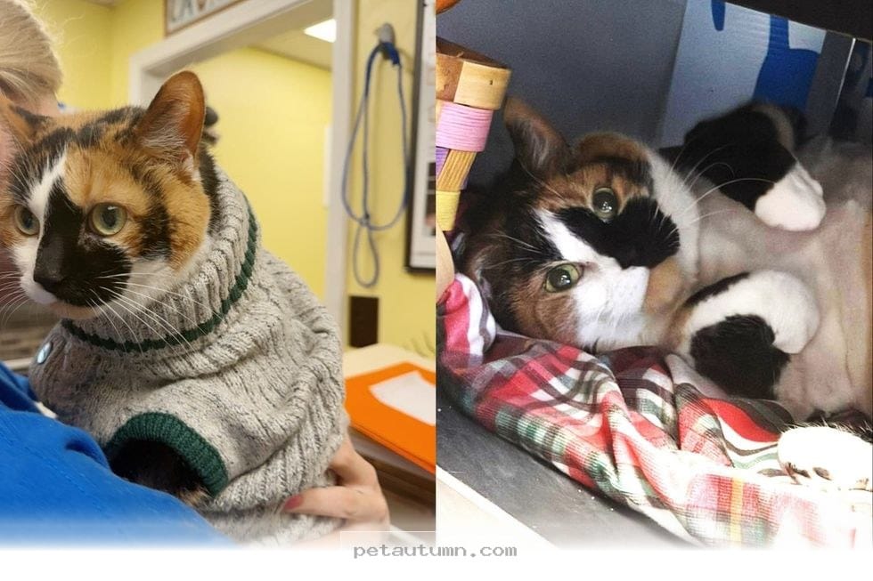 How a Resilient Senior Cat Found Her Second Chance at Life in 2026