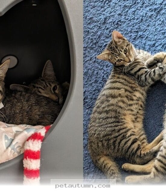How Adopting 2 Kitten Brothers Changed This Loving Family Life in 2026