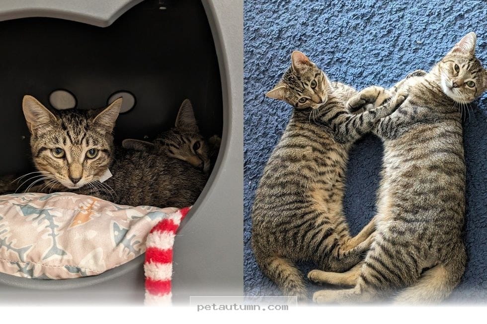 How Adopting 2 Kitten Brothers Changed This Loving Family Life in 2026