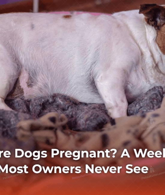 how-long-are-dogs-pregnant-a-week-by-week-breakdown-most-owners-never-see