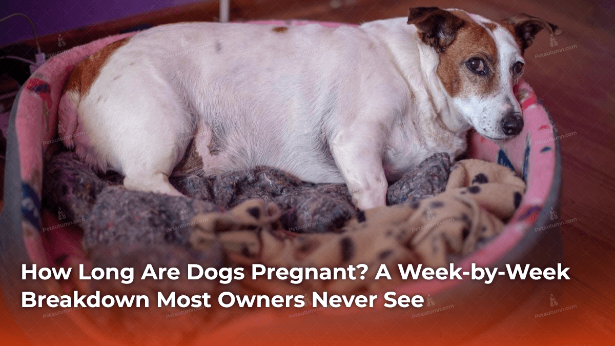 how-long-are-dogs-pregnant-a-week-by-week-breakdown-most-owners-never-see