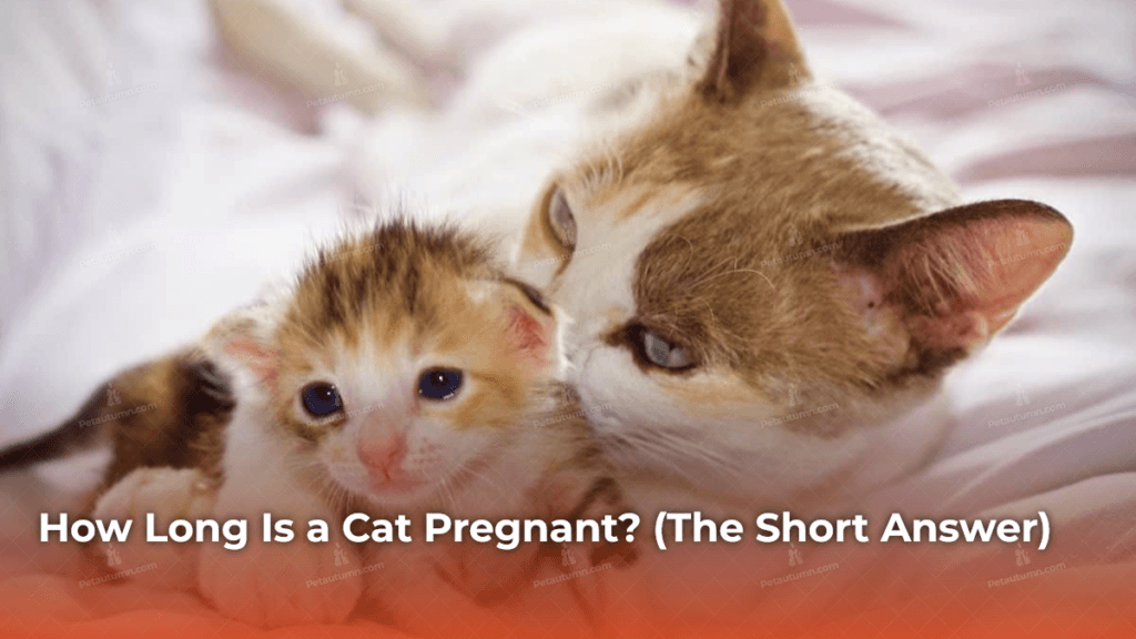 how-long-is-a-cat-pregnant-the-short-answer