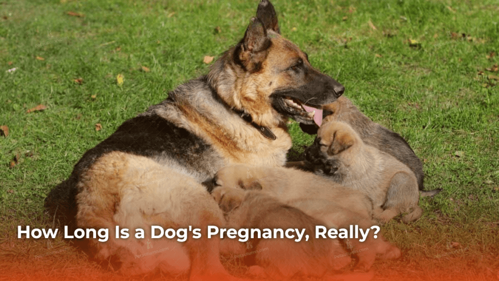 how-long-is-a-dogs-pregnancy-really