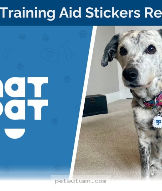 How NATPAT Training Stickers Help Your Dog Stay Calm Throughout 2026